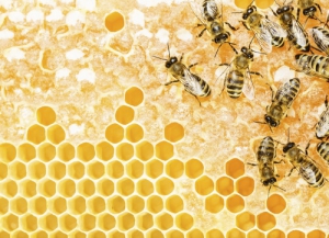 život v úlu