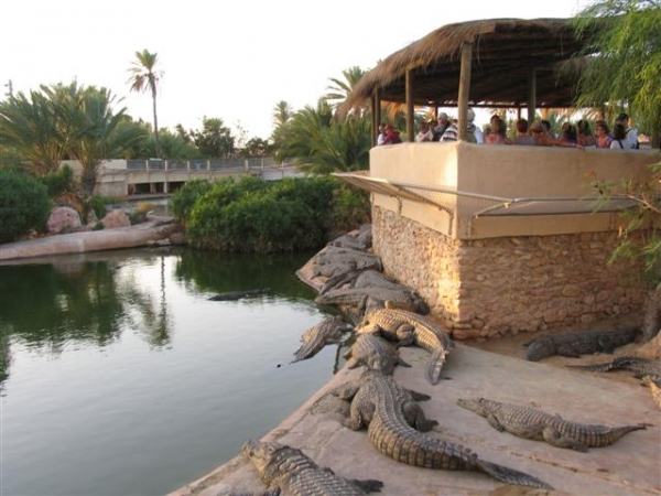 Na Sidi Yati doporučujeme navštívit krokodýlí farmu Djerba Explore