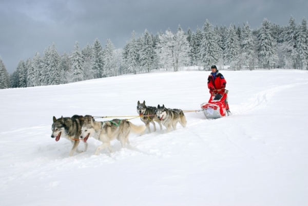 Jeden z nejobtížnějších závodů psích spřežení v Evropě, Šediváčkův long, se pravidelně koná v Deštném v Orlických horách. Pro mushery a jejich psy je připravena trať dlouhá 222 kilometrů.