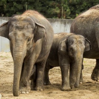 Nejslavnějšími obyvateli ostravské zoo jsou sloni