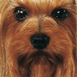 yorkshire-terrier-0006 15020