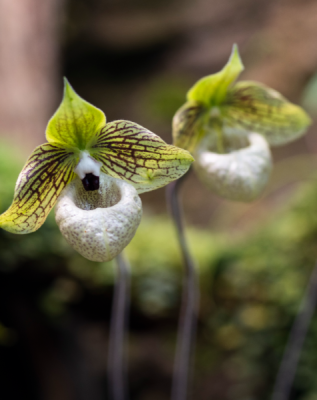 orchideje 26579