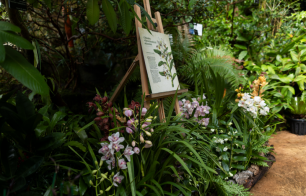 orchideje1 26580 orchideje1 26580