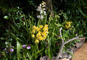 orchideje2 26581 orchideje2 26581