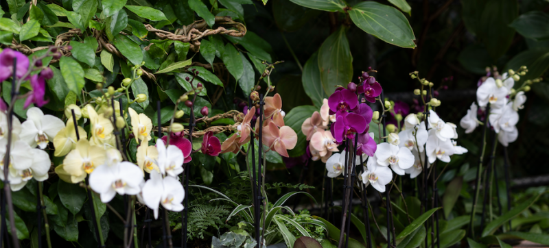 orchideje3 26582 orchideje3 26582