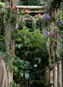 orchideje4 26583